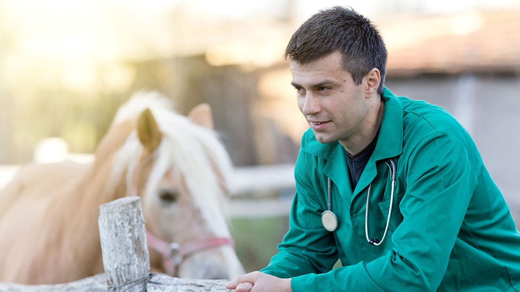 Veterinary Position and Practice Ownership Opportunity | Bashore Halow
