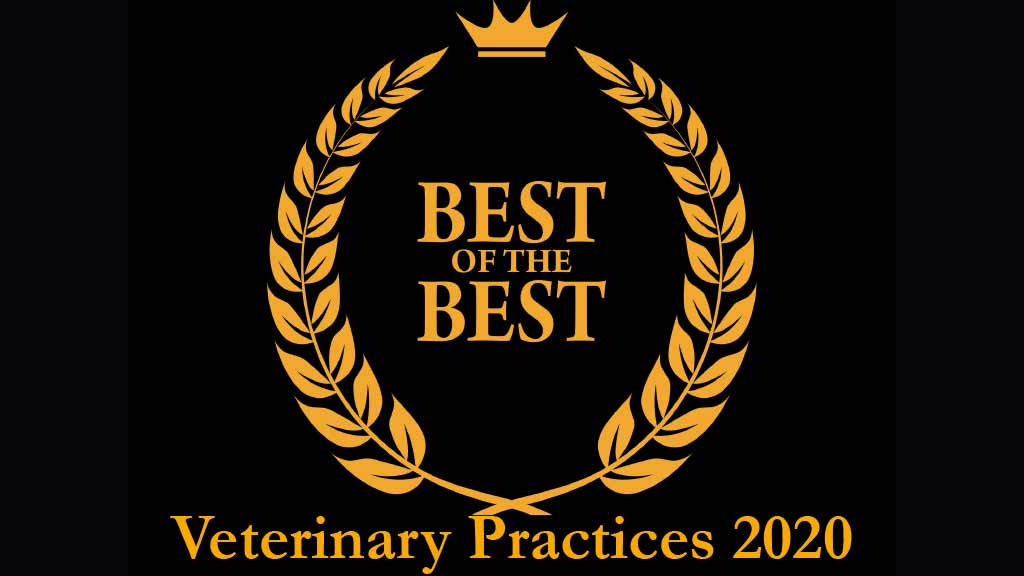 7 Shared Qualities Of The Best Veterinary Teams
