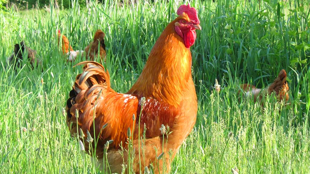 Everything I Need To Know About Employees, I Learned From Chickens