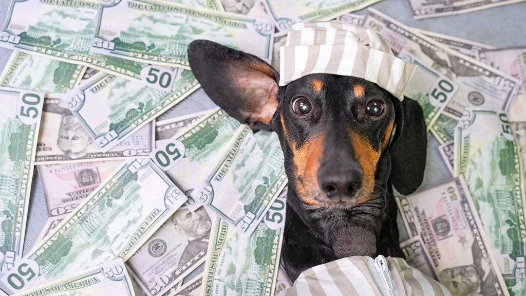Options To Pay For Veterinary Care