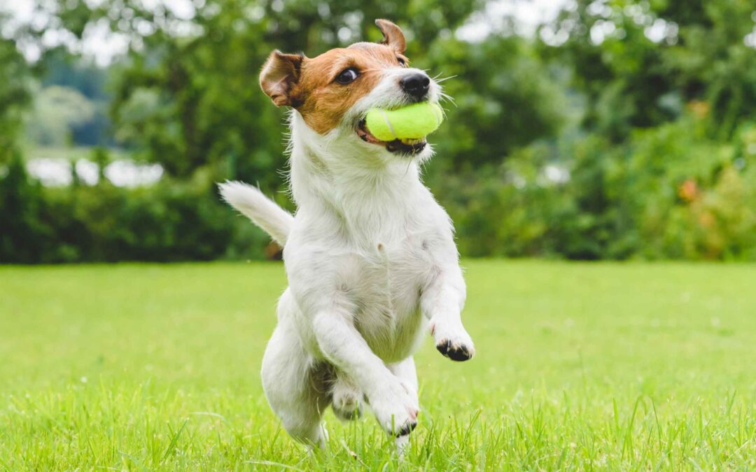 The Follow Through Formula: Implementing ideas in the veterinary hospital