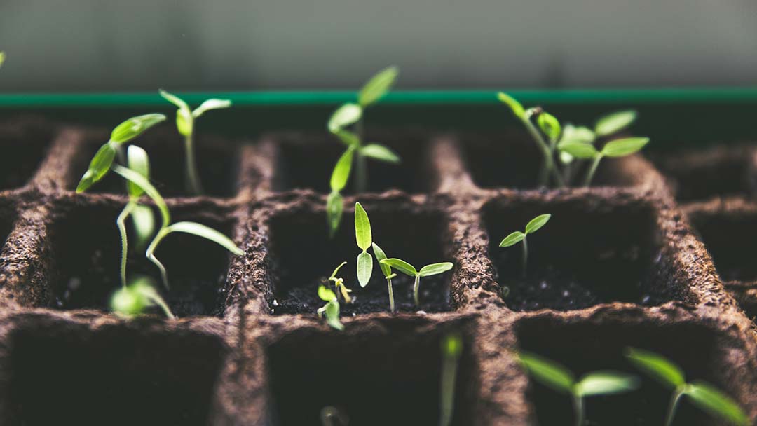 3 Veterinary Financial Incentive Plans That Reward Retention and Performance